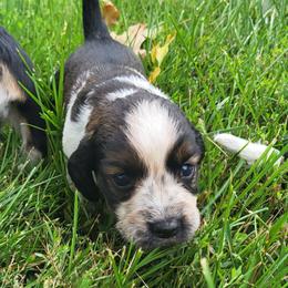 Taffita - Black white and tan female English Springer Spaniel puppy in Derby, Vermont from Ledge N' Tree English Springer Spaniels