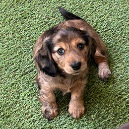 Dachshund Puppies from Texas Tiny Tales