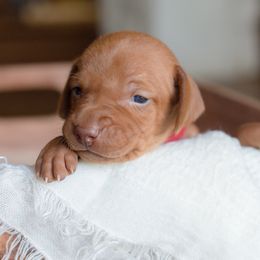 Vizsla Puppies from Wilkes Family Vizslas