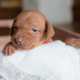 Vizsla Puppies from Wilkes Family Vizslas