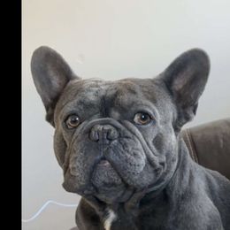 Baloo - French Bulldog