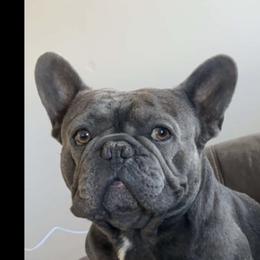 Baloo - French Bulldog