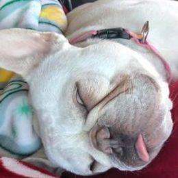 French Bulldogs from Genovese Frenchies