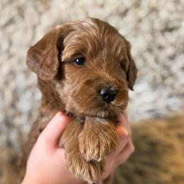Hadley - Red  female Goldendoodle puppy in Tonopah, Arizona from DJ’s Doodles