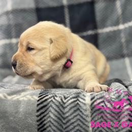 Pink collar - Yellow female Labrador Retriever puppy in Beaverdam, Virginia from Riverside Sunset Labrador Retrievers