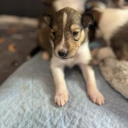 Collie Puppies from Jolly Collies