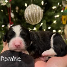 Girl 1 - Black and white female Sheepadoodle puppy in Danville, Indiana from Marley’s Doodle Ranch