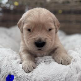 Blue Boy - Golden male Golden Retriever puppy in Silver Lake, Indiana from Seven Hills Goldens
