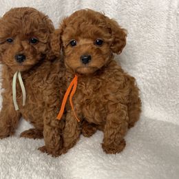 Poodle Puppies from Coasta J’s Toy Poodles