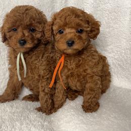 Poodle Puppies from Coasta J’s Toy Poodles
