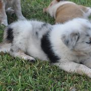 Yellow Collar - Working Dog Cross puppy in Alabama from Alsup Farms and Cattle Dogs