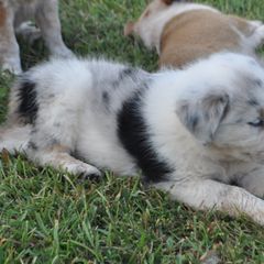 Yellow Collar - Working Dog Cross puppy in Alabama from Alsup Farms and Cattle Dogs