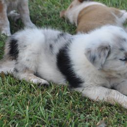 Yellow Collar - Working Dog Cross puppy in Alabama from Alsup Farms and Cattle Dogs