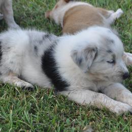 Yellow Collar - Working Dog Cross puppy in Alabama from Alsup Farms and Cattle Dogs
