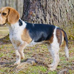 Beagles and Great Danes from Stuck Run Kennel