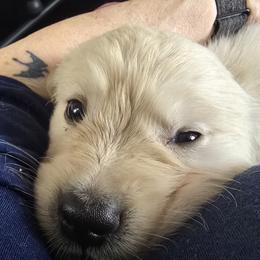 Boy pick 2 - Light golden male Golden Retriever puppy in Muncie, Indiana from Scarlett Creek Retrievers and Samoyeds