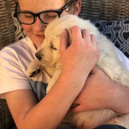 Golden Retriever Puppies from Brightside Goldens