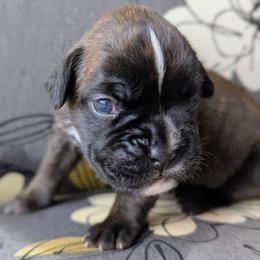 Co-Co - Brindle female Boxer puppy in Springfield, Missouri from ReMa Boxers