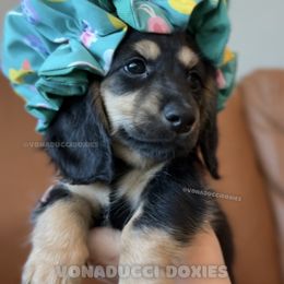 Bronner - Black and tan male Dachshund puppy in Arizona from Vonaducci Doxies, LLC.