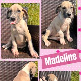 Madeline - Mantle female Great Dane puppy in Wellsville, New York from Prophecy Danes