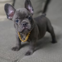 Green Ranger - Blue male French Bulldog puppy in Austin, Texas from ourfrenchies2yours