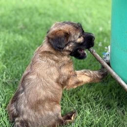 Baby Blue - Wheaten male Soft Coated Wheaten Terrier puppy in Gordonville, Texas from Serenity Valley Wheatens