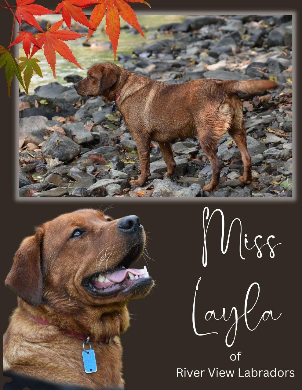 Layla