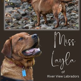 Layla - Labrador Retriever
