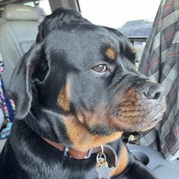 Rottweilers from The Lucky 7