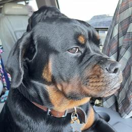 Rottweilers from The Lucky 7
