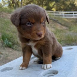 Red Tri male - Red tri-color male Miniature American Shepherd puppy in Prunedale, California from 4MLA STABLES