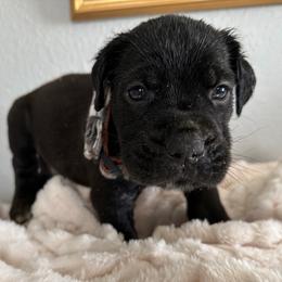 Green collar Male - Black male Cane Corso puppy in St. Augustine, Florida from RG2 Cane Corsos