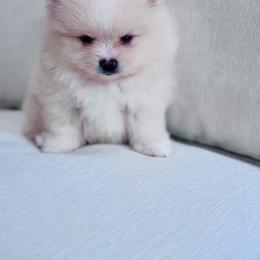 Loaf - Cream male Pomeranian puppy in Canandaigua, New York from Fingerlakes Pomeranians