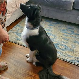 Border Collie All Grown Up from Hatfield Border Collies