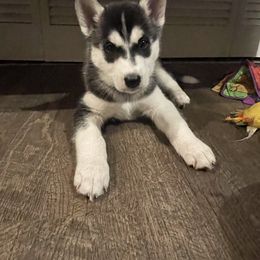 Siberian Husky Puppies from Husky Love and Pups