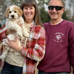 Lucky Country Una Mas - Caramel female Australian Labradoodle puppy in Wake Forest, North Carolina from Lucky Country Labradoodles