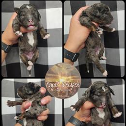 Sabine - Merle female Bernedoodle puppy in Payson, Utah from All Around Royalty & Royal Whisper Companions