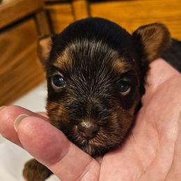 Romeo - Liver male Yorkshire Terrier puppy in Dayton, Ohio from Little Yorkie Babies