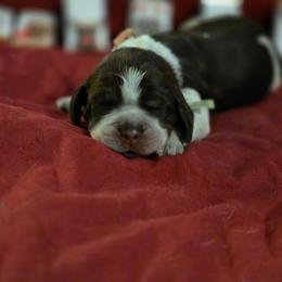 Cocoa - Tri-Roan female English Springer Spaniel puppy in Cookeville, Tennessee from Krossroads Kennel