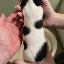 Dachshund Puppies from Hursh’s Hounds