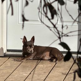 trixie - Chihuahua