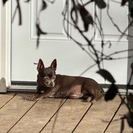 trixie - Chihuahua