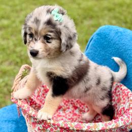 Teal - Blue merle female Miniature Australian Shepherd puppy in 32046, Florida from River Hill Ranch