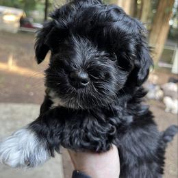Billy (green collar) - Black male Miniature Schnauzer puppy in Port Orchard, Washington from Silver Bells Miniature Schnauzers