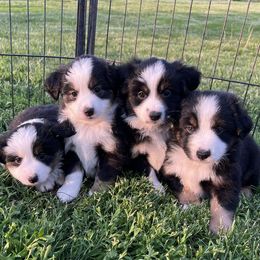 Aussiedoodles, Miniature Australian Shepherds, and Toy Australian Shepherds from Graceful Acres