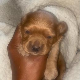 River - Red female Cavapoo puppy in El Sobrante, California from Mckendra's Legacy