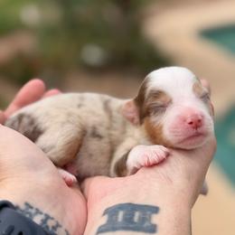 Mist - Red merle female Miniature American Shepherd puppy in Tucson, Arizona from Outlaw Minis