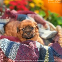 Biewer Terrier and Russian Salon Dog Puppies from Petit Bijou