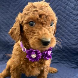 Lainey Wilson - Red  female Goldendoodle puppy in Camden, North Carolina from Oopsie Doodles of NC