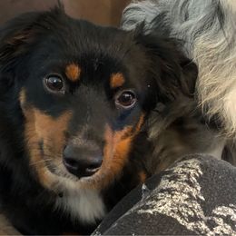 Valentine - Toy Australian Shepherd